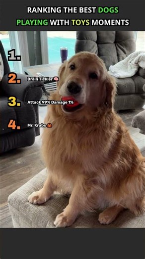 Ranking The Best Dogs Playing With Toys Moments