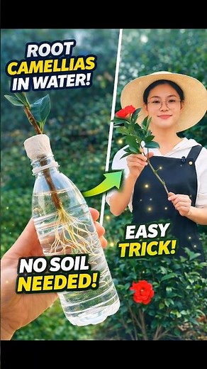 Grow Camellia Fast in Water 🌿 – Easy Cutting Propagation Trick #shorts