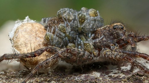 Spider Eggs and Egg Sacs and Spiderlings, Oh My!