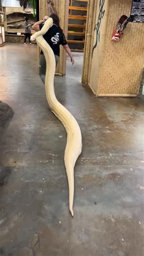 The Reptile Zoo on Instagram: "This is what it looks like to carry one of the longest snakes on planet earth! 🐍🤩 Female reticulated pythons are especially impressive, as they grow significantly larger than males. In the wild, they can regularly reach over 16 feet long, and the true giants have been recorded at lengths that defy belief! The current record for a reticulated pythons in captivity is 25 feet and 2 inches long! 🤯👏 Holding one of these gentle giants is a powerful reminder of nature