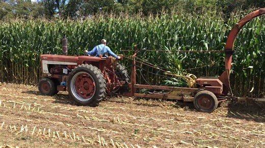 IH 666 Hydro chopping corn | Farmall Lovers