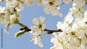 Cherry branch with flowers. White tree branch with spring blossoms. Sunlight and shadow on spring flowers. Macro shoot. High quality 4k footage