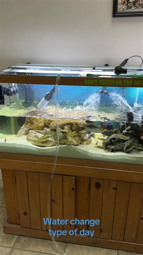 Essential Care Tips for African Cichlids