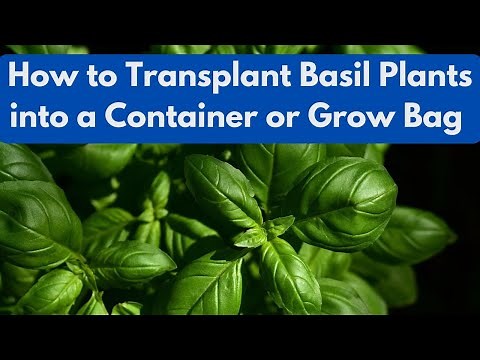 How to Transplant Basil Plants into a Container or Grow Bag