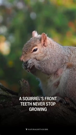 Like other rodents, a squirrel’s front teeth never stop growing. 🐀 The word “rodent” originates from the Latin word “rodere,” meaning to gnaw. #didyouknow #TuesdayTrivia #squirrellife | Naturalist's Guide