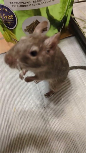 初チモシーのきわみ【デグー】
