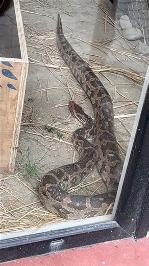 BURMESE PYTHON | Bengal Safari, Siliguri