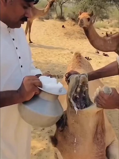 Datos sorprendentes sobre la supervivencia de los camellos