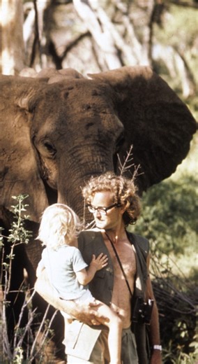 Chicago! Tonight’s your chance to see why everyone’s talking about the award-winning documentary 'A Life Among Elephants'. 🎬 Join us tonight at 5:30 pm at The Field Museum and step into the world of renowned zoologist Dr. Iain Douglas-Hamilton, whose inspiring 60-year mission has helped protect elephants across Africa. 🌍 🐘 🎟️ Last chance for tickets: bit.ly/ALAEChicagotickets See you soon! 📽️ Footage: Sarah Kunkel ✂️ Edited: Meha Kumar | Save the Elephants