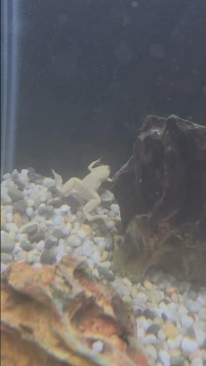 albino clawed frog #frog