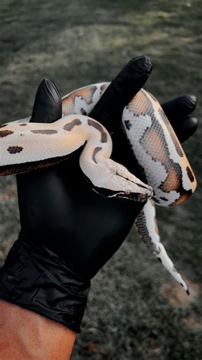 71 reactions · 13 comments | If you don’t have a Blood Python yet, what are you doing?! They are by far my favorite non venomous species to have. Very calm demeanors, large and compact size without being too extreme, and a ton of amazing morphs! #savageryreptiles #reptiles #reptilesofig #bloodpython #bloodpythonsofinstagram #pythonbrongersmai | Jalil Wilson | Facebook