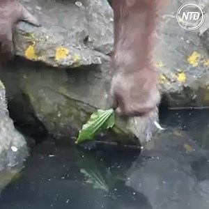 This orangutan saw a coot chick fall into a pond, and what he did next was so Great ❤️ 🦧 .Credit: Jukin | NTD Life