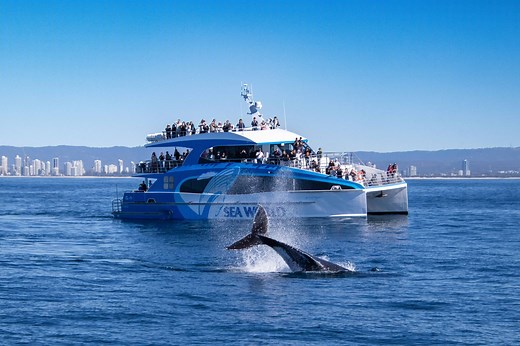 Gold Coast Whale Watching Tours | Sea World Cruises