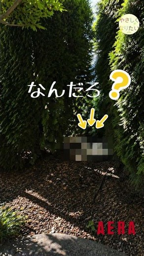 A Heartwarming Story from st165 (Kanagawa Prefecture, 60s, Male)