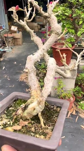 你要怪桩喔，怪桩是要钱的喔！这个中国红怪不怪咯！#老桩盆景 #岭南盆景 #掌上盆景 #大红三角梅 #三角梅