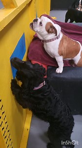 When you've got little legs so you have to improvise! Go Dora 🤣😋 | Wags Doggy Day Care Centre