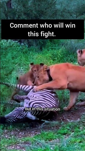 3 Tigers Hunt a Zebra in 25 Seconds | Rare Teamwork in the Wild