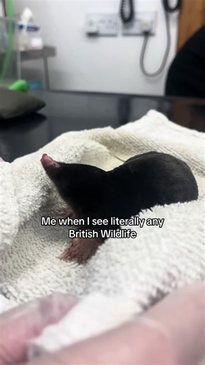 Saving British Wildlife: Join Our Rescue Mission