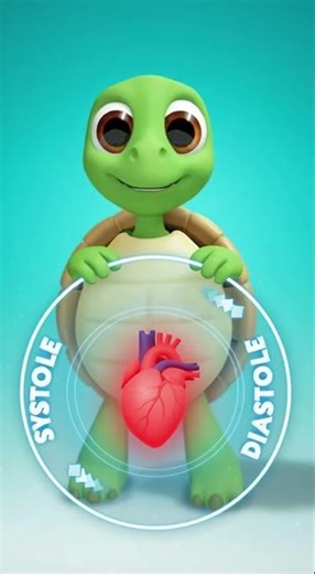 Turle explains how the heart works
