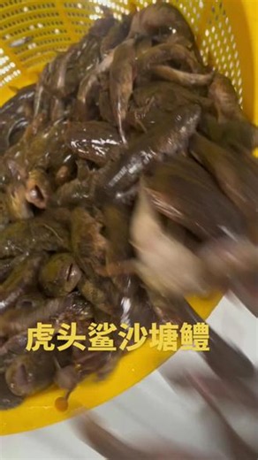 鱼塘，空闲池塘都可以养殖虎头鲨鱼苗，周期短，生长迅速，易管理 #虎头鲨鱼苗#沙塘鳢鱼苗