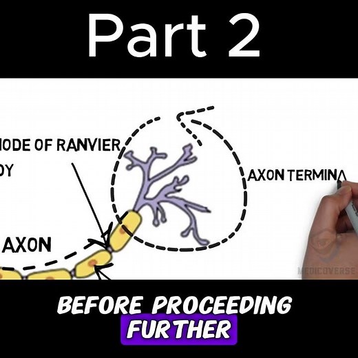 Nerve Cells Are Actually Insane | Part 2 #biology #anatomy #doctor #mbbs
