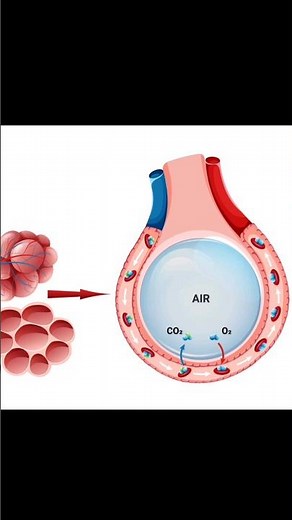 External & Internal Respiration | Dr Krunal Dabhi #physiology #lungs #alveoli #circulation