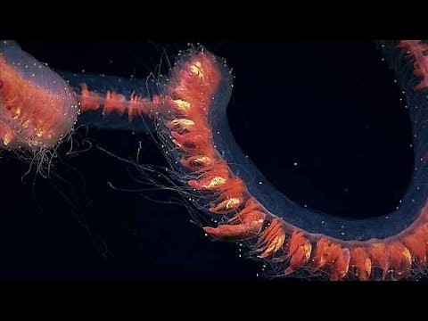 Maravilloso sifonóforo de aguas profundas