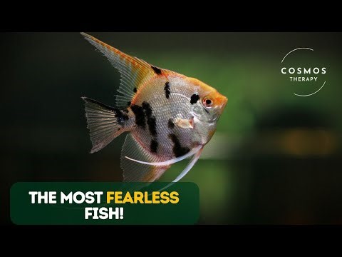 Why Triggerfish Are the Most Fearless Fish in the Ocean