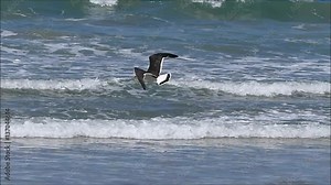 Pacific gull ( Larus pacificus ), Tasmania, Australia