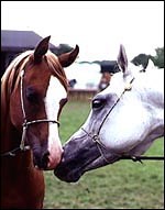 Understanding breed-specific conditions - Horse & Hound