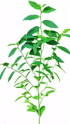 Do you know the health benefits of Chaya plant?