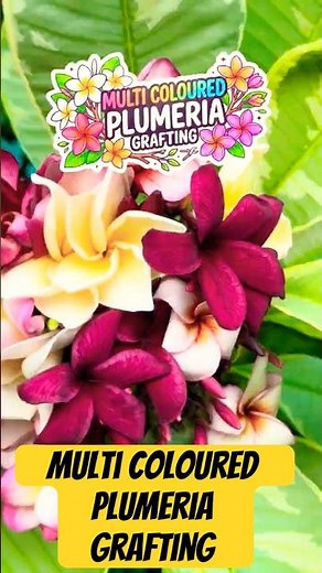 The SECRET to Growing Multiple Colors on ONE Plumeria Plant! #plumeria