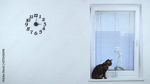 Cat on window watch through blinds 4K. Wide view of a white wall with clock and window in focus and a cat sitting on the window looking outside.