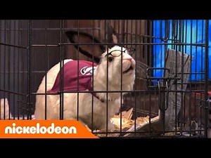 Die Thundermans | Der gute Doktor | Nickelodeon Deutschland