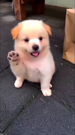 puppy lover 😋 on Instagram: "So cute puppy 🐕❤️😍"