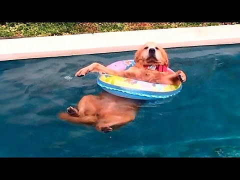 Funniest Dogs Playing with Water! 😂