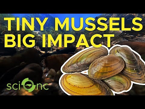 Mussels clean rivers. Here’s how we can save them.