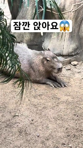 카피바라(Capybara) 동물계의 핵인싸.