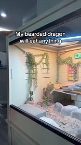 Hungriest bearded dragon to ever be alive in the history of the world 🤣 If you make it to 40 seconds, youre going to laugh #reptilesoftiktok | Bearded Dragon
