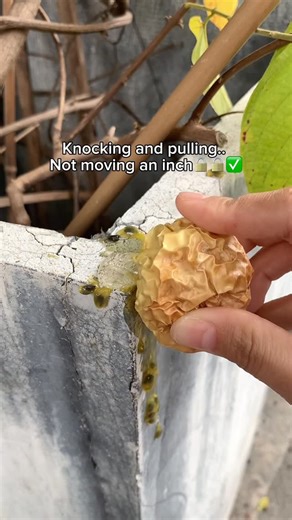 Aillsa on Instagram: "POV: You expected another messy fail… and ended up with the most solid set ever 🤯💅#aillsanailglue #diynails #nailtutorials #fypage"