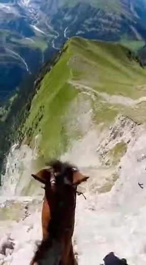 Plus-Size Rider Sends a HORSE Down an Insane Mountain Descent… No One Saw This Coming
