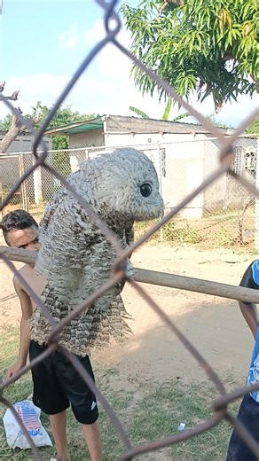 Sonido del urutau en el programa de monetización