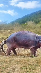 57K views · 373 reactions | Here is the secret of hyenas hunting success. They inflict multiple fatal bites on their prey - leading to excess bleeding & weakness. It's their resilience, their patience that pays off as a clan. #hyenas #hippos #hyena #wildlife #spottedhyena #hippopotamus #gamedrive #gamedrivesafari #nature | Wildfriends Africa | Facebook