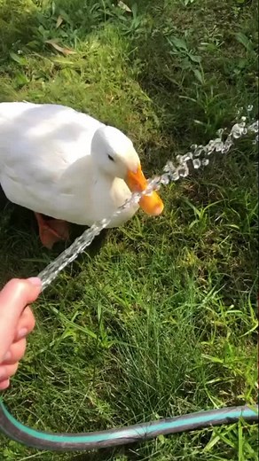 Averealazul on TikTok