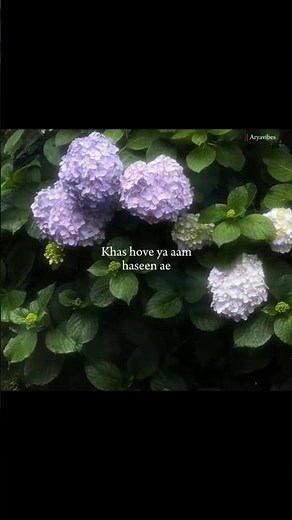 Haseen 🤍🤌 | Aesthetic Lyrics Video #shorts #song #lyrics
