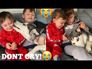 Husky Puppy Accidentally Hurt Baby But Says Sorry With Kisses & Cuddles! [READ DESCRIPTION]