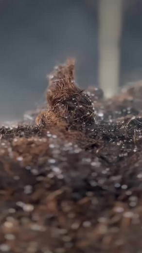 Hot composting or thermophilic composting is important to kill pathogens and weed seeds in the organic materials, generated by heat loving bacteria and fungi. #cpbioorganic #cp有机堆肥 #我们不走捷径 #cpcompost #organicfertilizer #compostprime #compostpremium #堆肥 #有机肥 | CP Bio-Organic 生物有机