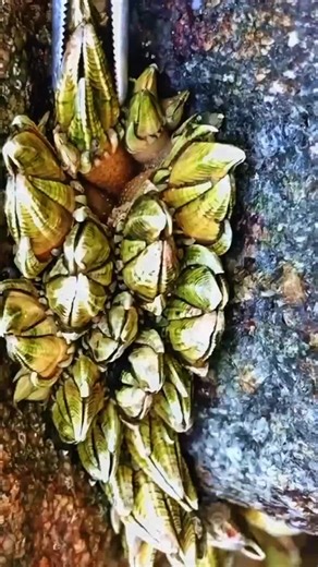 Barnacles trên TikTok