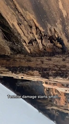 Termite damage moves fast 烈 Don’t wait until it’s visible. Schedule your FREE inspection now!  786-597-8296 | 954-408-5502 #Termites #termitescontrol #florida | Pest control termites away | Facebook