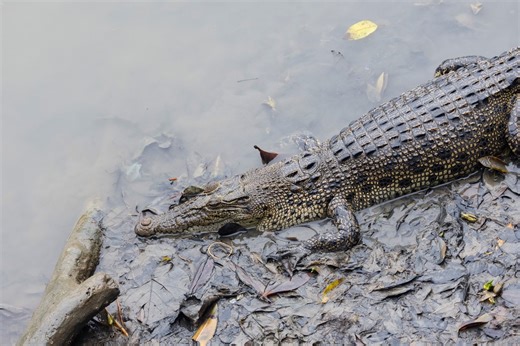 7.9K views · 32 reactions | A shadow gliding silently through the mangroves, the Saltwater Crocodile is both feared and revered. Capable of growing over 5 metres long, it’s the largest living reptile on EARTH! and yes, it still roams parts of northern Singapore. With tough scales, crushing jaws, and a prehistoric vibe, this apex predator is a living fossil, unchanged for millions of years. | The Untamed Paths | Facebook